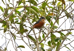 Microspingus lateralis