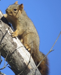 Sciurus niger