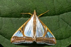 Agrioglypta eurytusalis