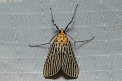 Tyspanodes exathesalis