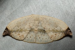 Callidrepana albiceris