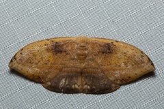 Callidrepana pulcherrima