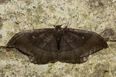 Cyclidia orciferaria