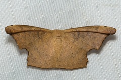 Strepsigonia robusta