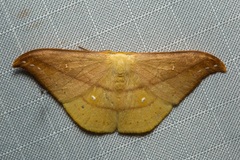 Tridrepana argentistriga