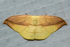Tridrepana argentistriga