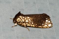 Dudgeonea leucosticta