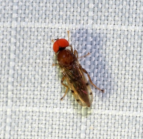Unknown species found near Placid Lakes, FL 33852, USA