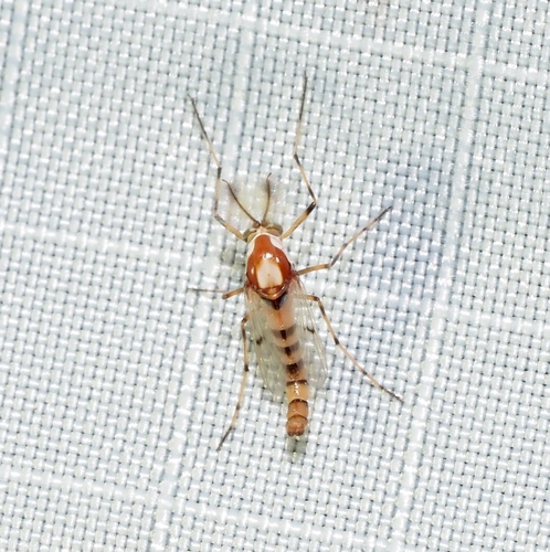 Unknown species found near Placid Lakes, FL 33852, USA