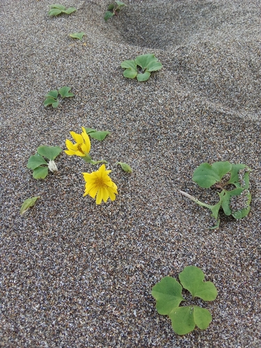 Creeping beach ixeris (Ixeris repens)