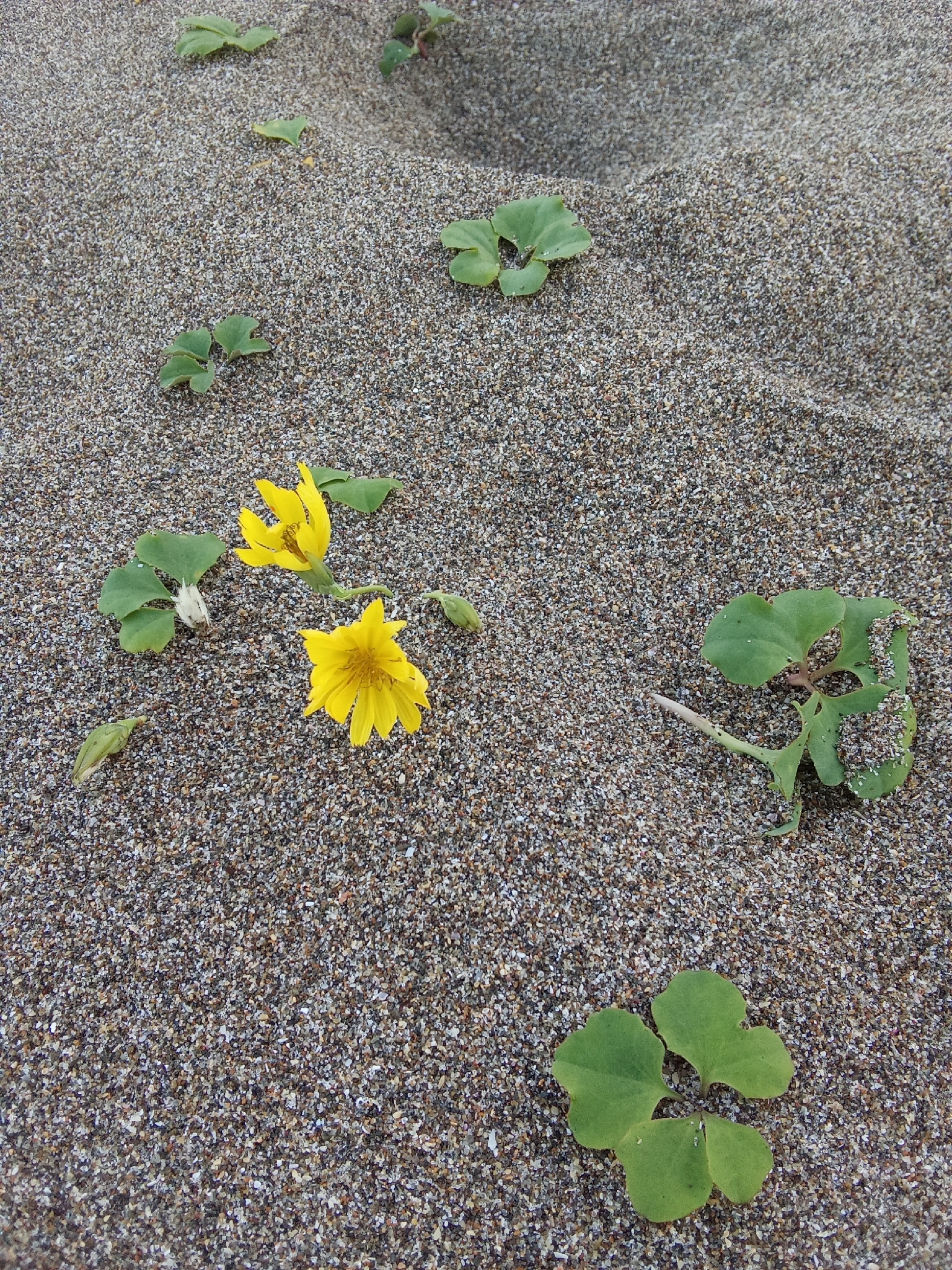 Creeping Beach Ixeris (Ixeris repens)
