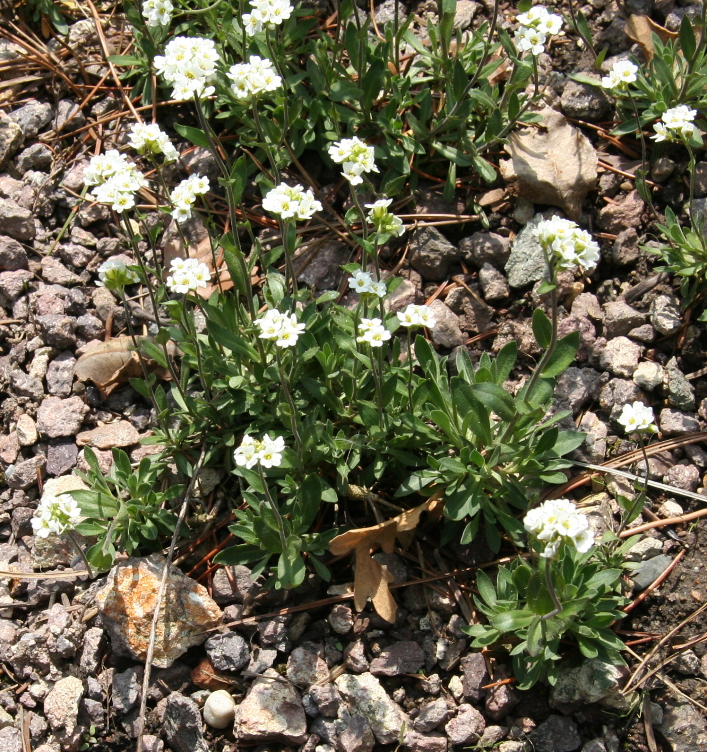 Draba arabisans