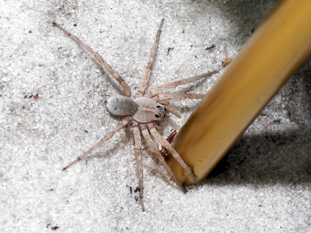 Schizocosa ceratiola
