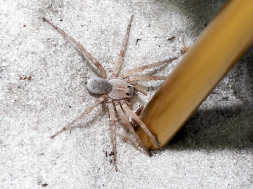 Schizocosa ceratiola
