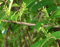 Antidesma acidum