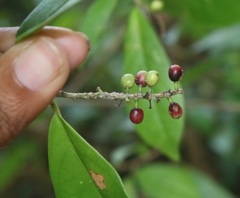 Antidesma acidum