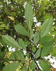 Antidesma acidum
