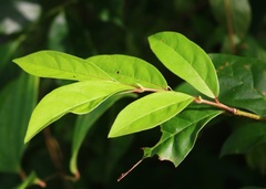 Antidesma acidum