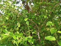 Antidesma acidum