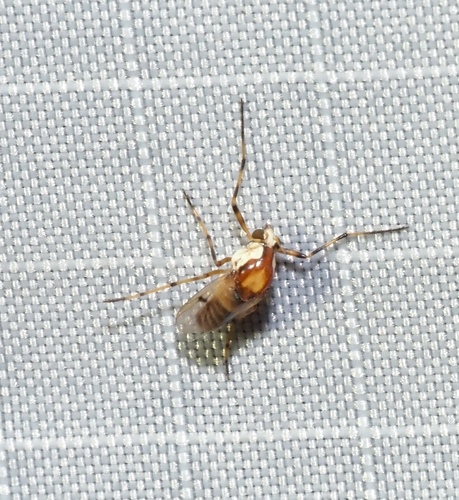 Unknown species found near Placid Lakes, FL 33852, USA