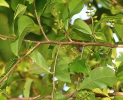 Antidesma acidum