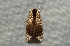 Dudgeonea leucosticta