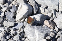 Lycaena boldenarum