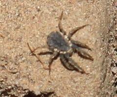 Caeculidae