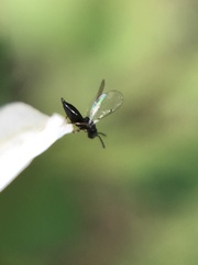 Hymenoptera