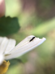 Hymenoptera