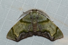 Achrosis