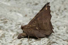 Amphigonia hepatizans