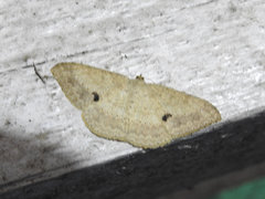 Luxiaria tephrosaria