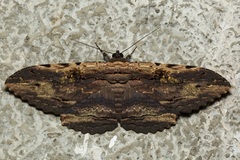 Anisoneura aluco