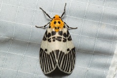Ammatho maculifasciata