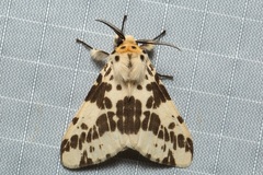 Lemyra