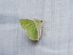 Argyrocosma inductaria