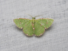 Argyrocosma inductaria