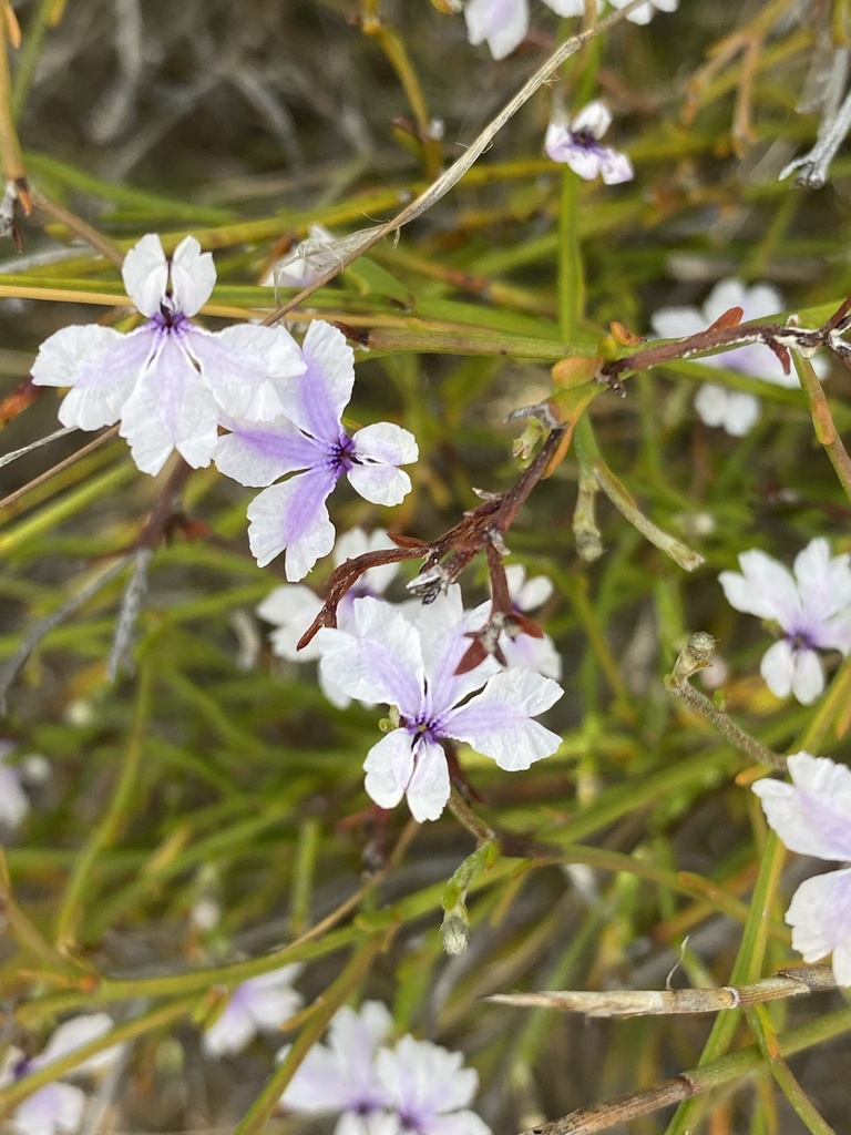 Dampiera sericantha