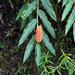 Hedychium densiflorum - Photo (c) Rohit,  זכויות יוצרים חלקיות (CC BY-SA), הועלה על ידי Rohit