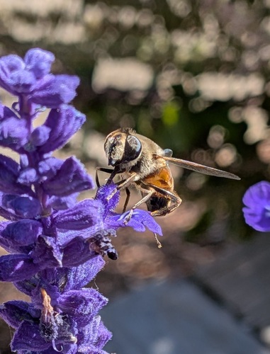 Unknown species found near Redmont Park, Birmingham, AL, USA