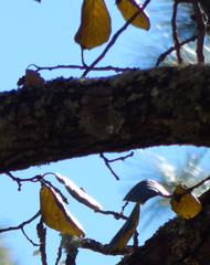 Quercus mcvaughii