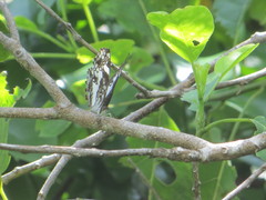 Neptidopsis ophione nucleata