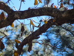 Quercus mcvaughii