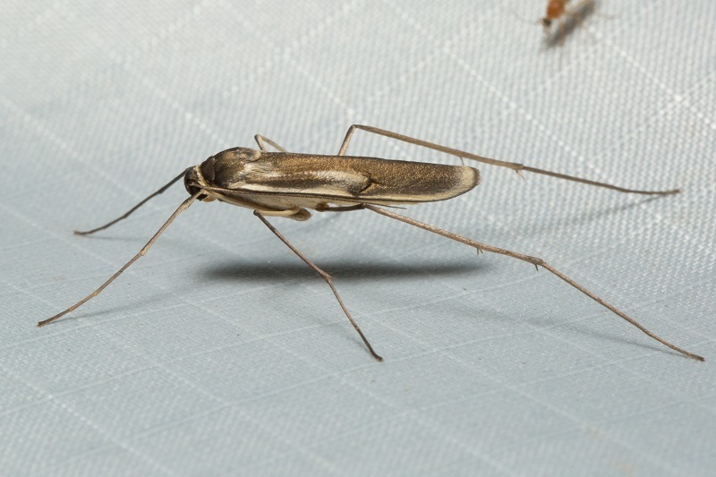 Longpesa longpesa