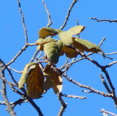 Quercus mcvaughii