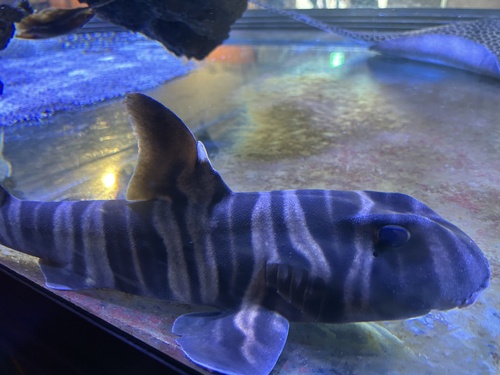 Gestreepte stierkophaai (Heterodontus zebra) — Heterodontidae — 3