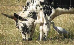 Bos indicus × taurus