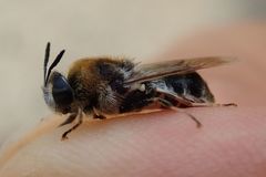 Stratiomys longicornis