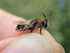 Stratiomys longicornis